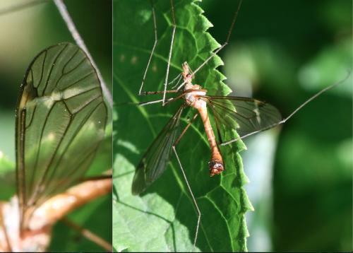 Réf. 303 256 : Tipula fascipennis